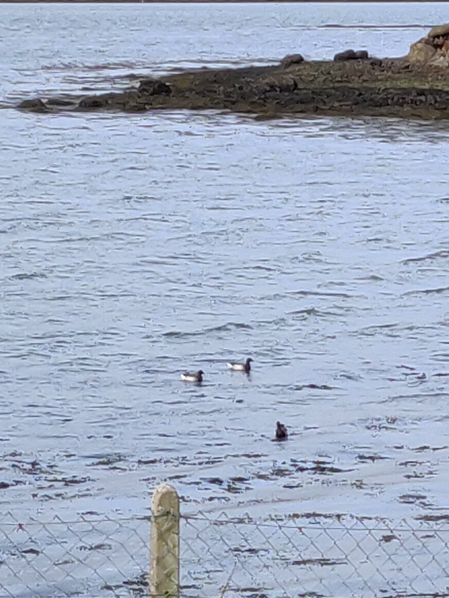 Hey @BirdWatchIE I took the attached pictures below a fewes back in Achill. Any ideas what these birds are please?