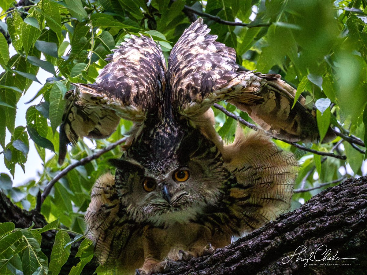 The classic Flaco “Delaurian” stretch before getting ready to fly. June 3,2023. Mighty Flaco! RIP. 
#Flaco #delaurianstretch #eurasianeagleowl #birdcpp