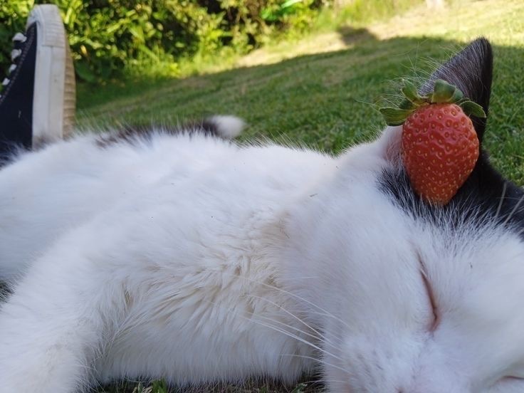 Kitty archives ♡ (@puppierz) on Twitter photo 