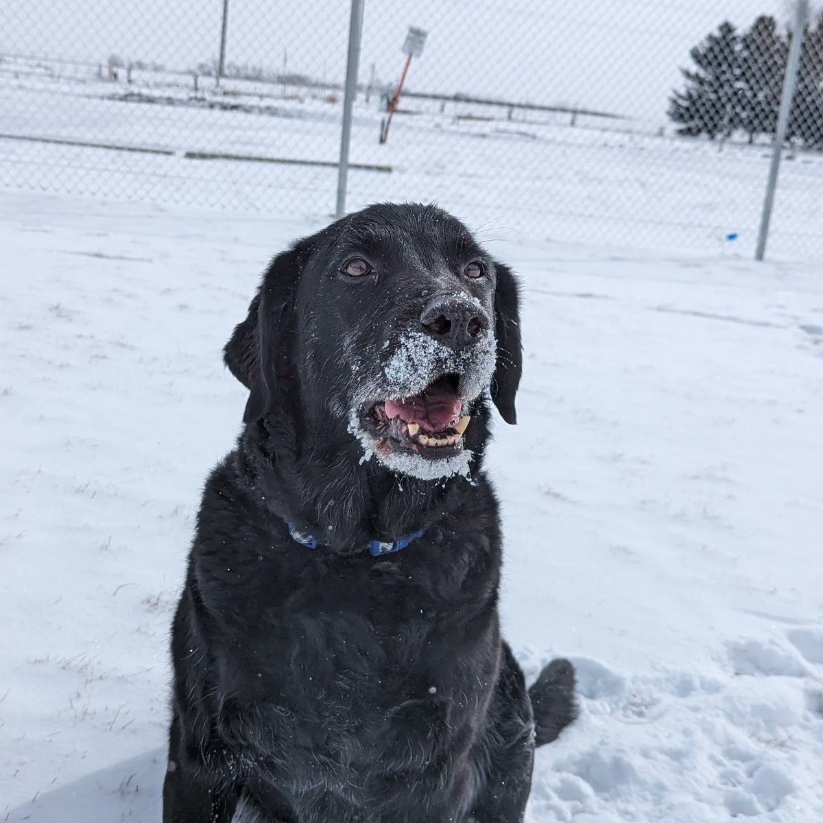 ComAnimalSrvYQL's tweet photo. Old man Hunter is looking for his final forever home!

This handsome man is at least 12 years old, so he will require special care and support into his later years.

Will you opt to adopt?

#Opt2AdoptYQL #lethbridge #yql https://t.co/CBDy3s1wdF