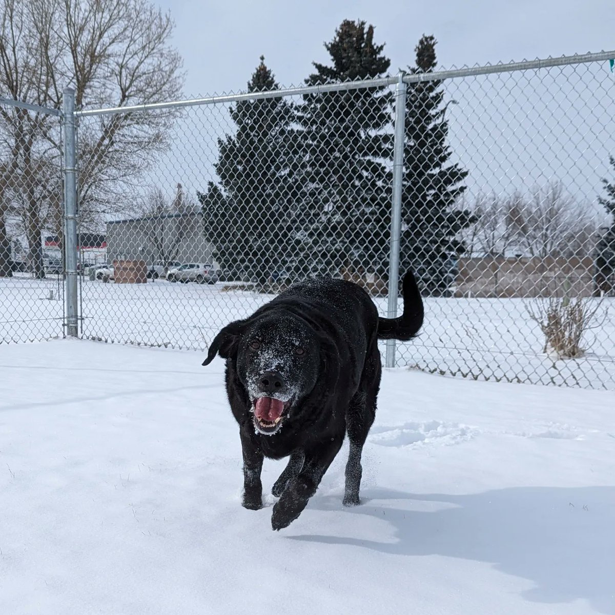 Old man Hunter is looking for his final forever home!

This handsome man is at least 12 years old, so he will require special care and support into his later years.

Will you opt to adopt?

#Opt2AdoptYQL #lethbridge #yql
