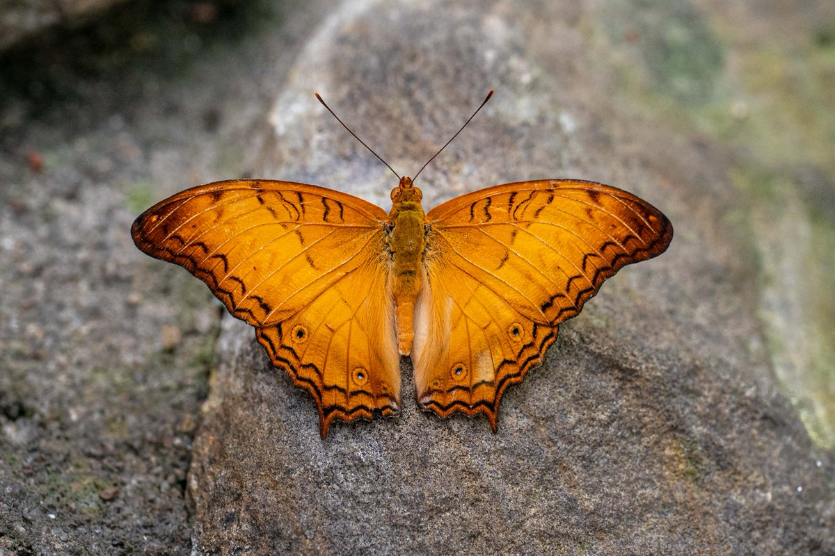 We at Butterfly Pavilion are very excited to announce our formal agreement with Colorado State University to create a partnership that will benefit entomology, as well as human and ecosystem well-being. To learn more, go to butterflies.org/butterfly-pavi…
#ButterflyPavilion #CSU