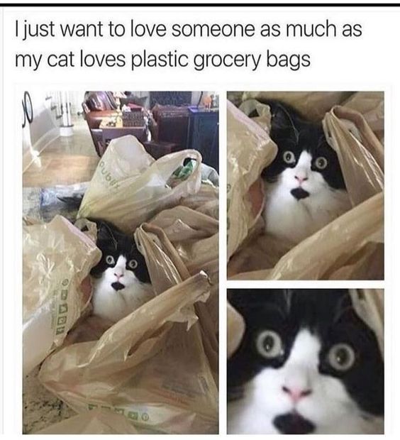 WholesomeMemes (@wholesomememe) on Twitter photo 
