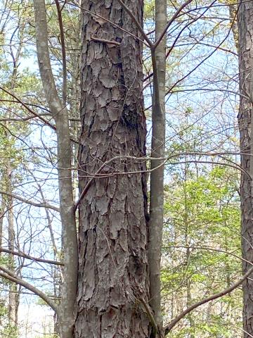 Southern Research tweet media