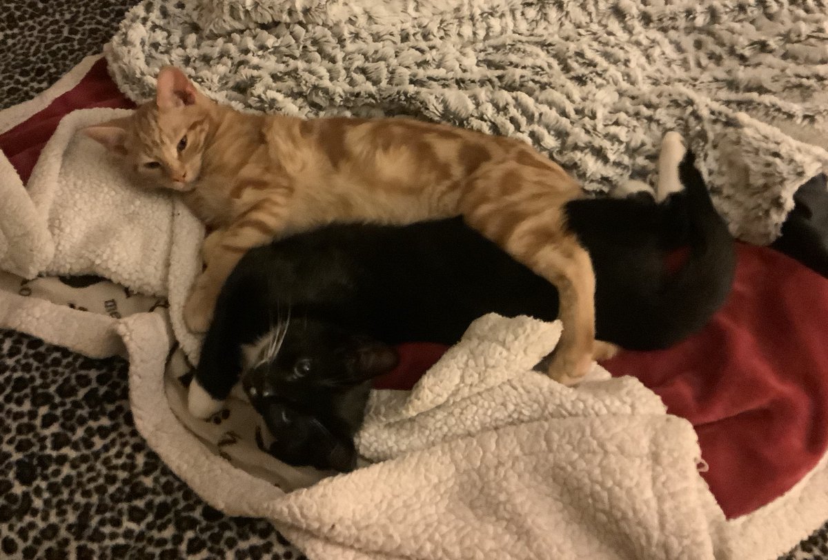 warycat's tweet image. The antidote for cruelty, oppression and deprivation is the kindness of rescuing kittens! @CP_Derby_AC @Feartycat #SlavaUkraïni #PeaceForAll