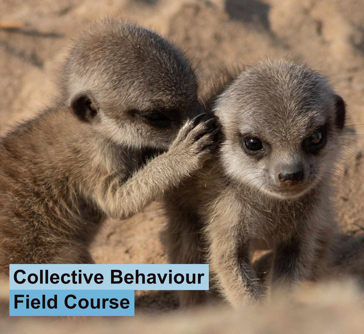 Have you heard about the Collective Behaviour Field Course? The aim of is to introduce the next generation of scientists from any 🇿🇦Uni to #collectivebehaviour research as well as the tools and analytical approaches to answer their own research questions. exc.uni-konstanz.de/cbfc/