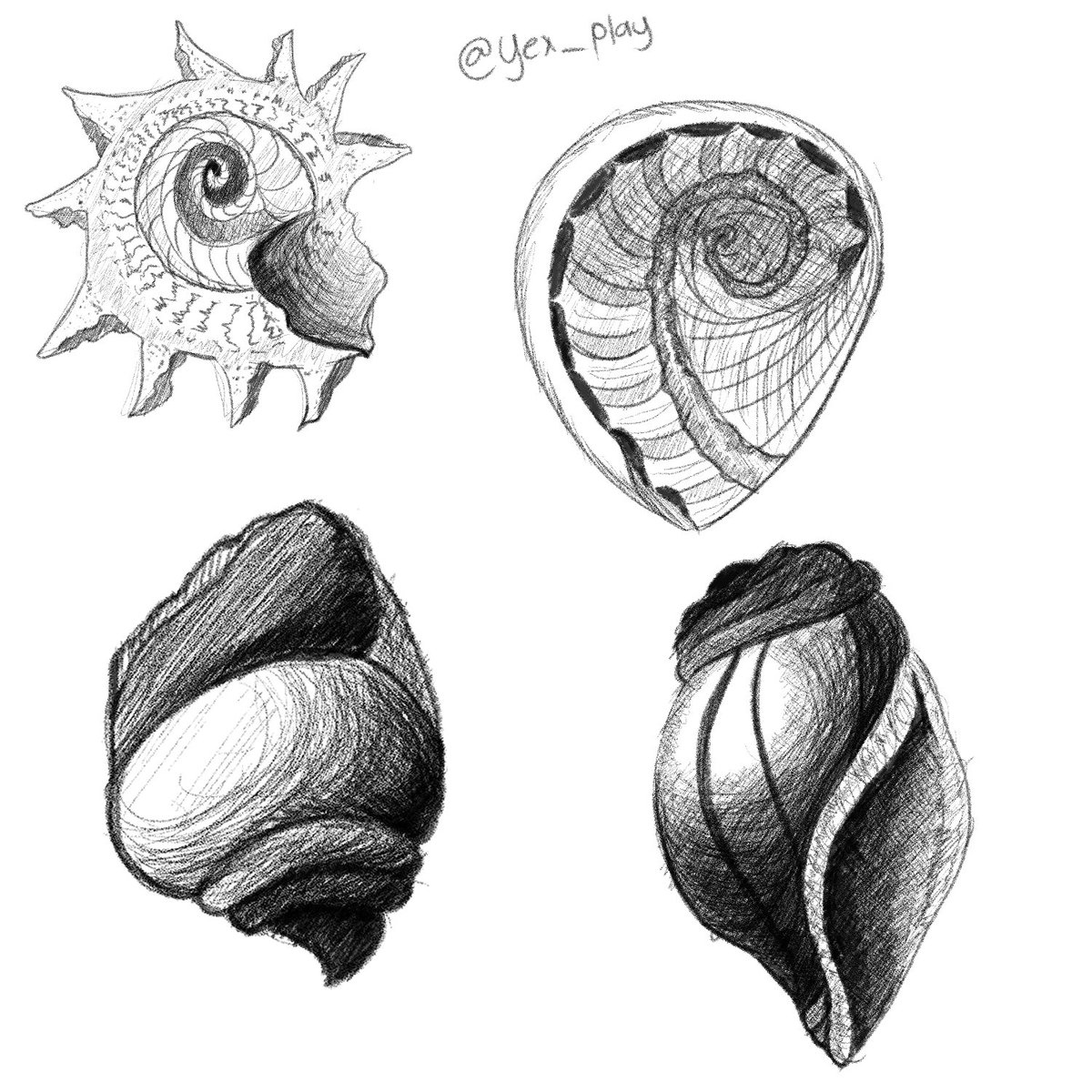 yex_play's tweet photo. 100 days art challenge: Day 5 shells 
#100daysdrawingchallenge #100daysartchallenge #art #drawing #digitalart #shell https://t.co/SRTEGmkShj