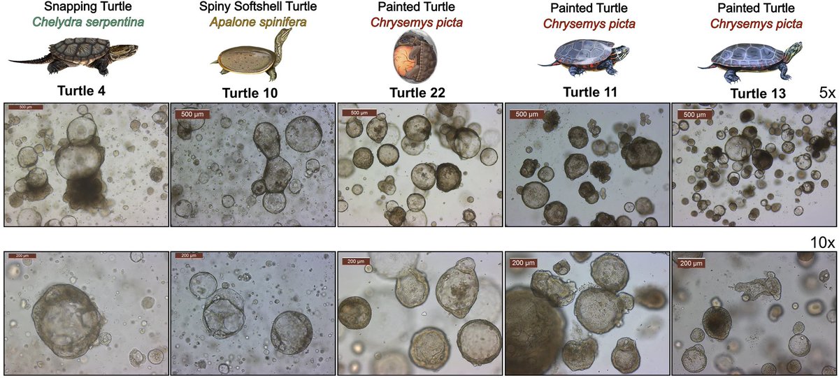Organoid News (@organoidscience) on Twitter photo This new study by Drs. <a href="/chris_zdyrski/">Christopher Zdyrski</a>, <a href="/trtlevoecognmcs/">Nicole Valenzuela</a>, and team presents the development and characterization of adult stem cell-derived turtle liver #organoids from painted, snapping, and spiny softshell turtles. 🐢
<a href="/CommsBio/">Communications Biology</a> | go.nature.com/4bMpLNv This new study by Drs. <a href="/chris_zdyrski/">Christopher Zdyrski</a>, <a href="/trtlevoecognmcs/">Nicole Valenzuela</a>, and team presents the development and characterization of adult stem cell-derived turtle liver #organoids from painted, snapping, and spiny softshell turtles. 🐢
<a href="/CommsBio/">Communications Biology</a> | go.nature.com/4bMpLNv