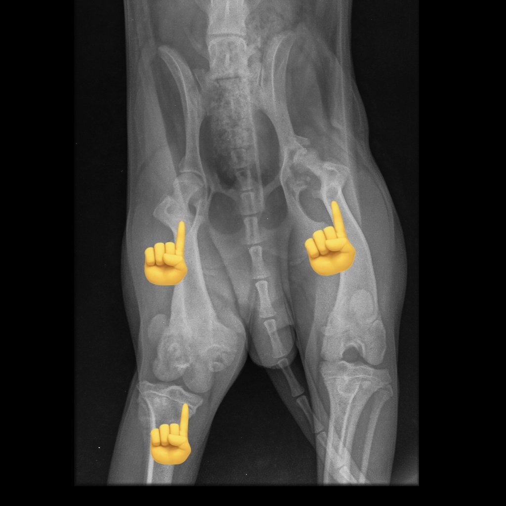 Ⓕⓤⓝⓓⓐⓒⓘⓞⓝ ⒾⓀⒾⒼⒶⒾ tweet media