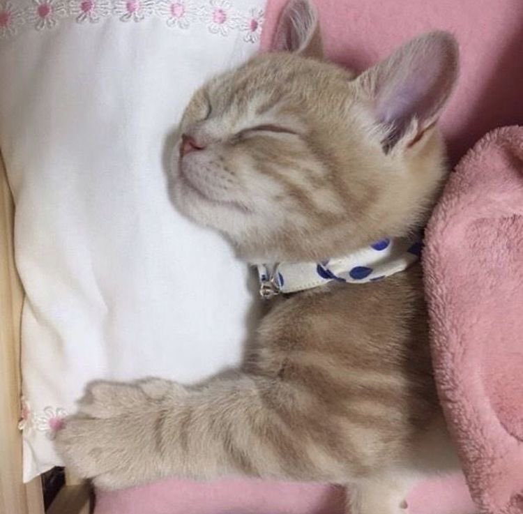 pluralmunchkins's tweet photo. ✨ me sleeping peacefully after having the worst tantrum ever to be seen ✨ https://t.co/zNM3y9Yty0