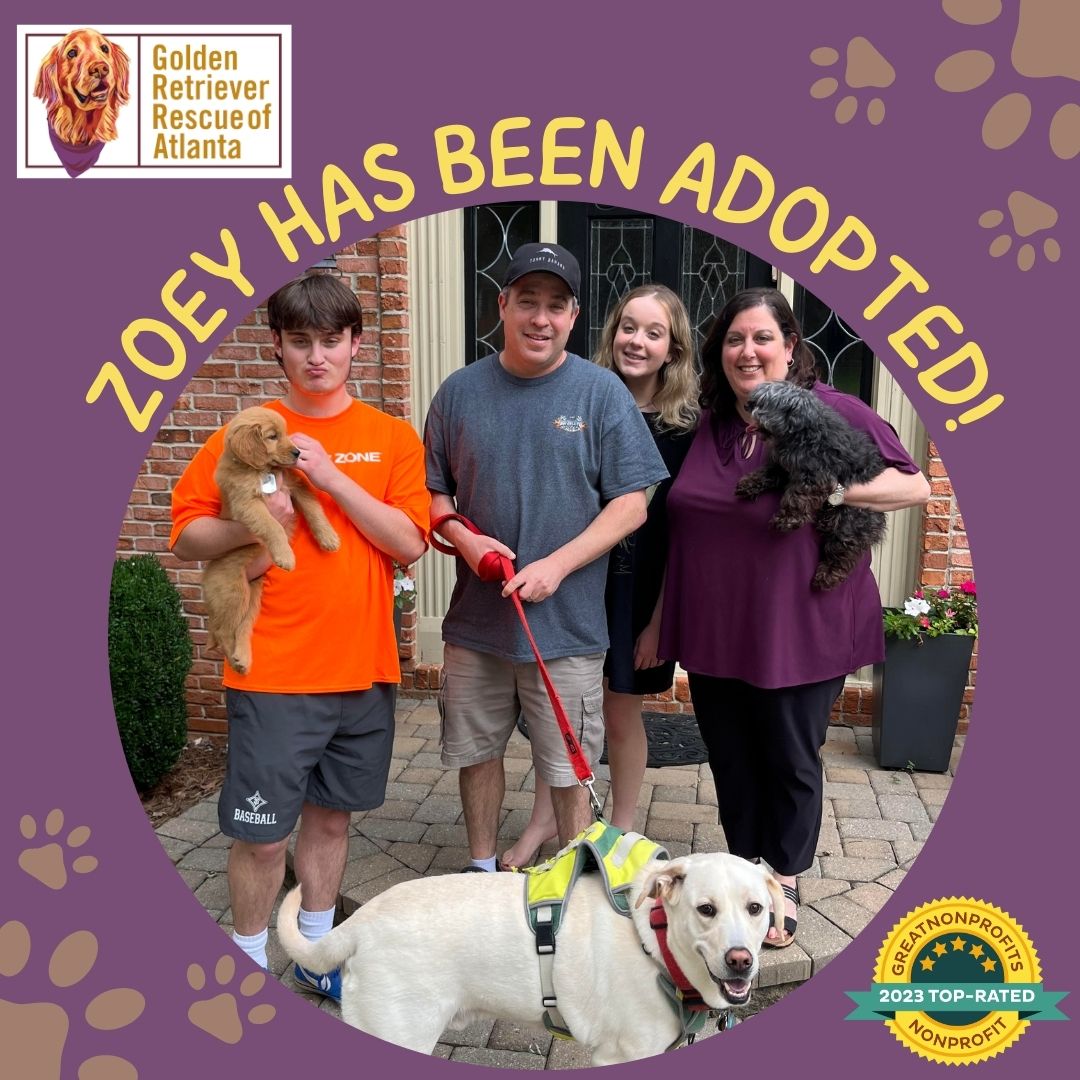 grratlanta's tweet photo. This adorable #puppy is enjoying a full life with the wonderful Josset Family. Not only did she gain a whole human family, but she now has 2 #fursiblings to play with! Congrats sweet girl! Visit https://t.co/leYD4KYP0c to learn how you can adopt one of our #GRRAAdoptableDogs. https://t.co/3XIf1E7DOD