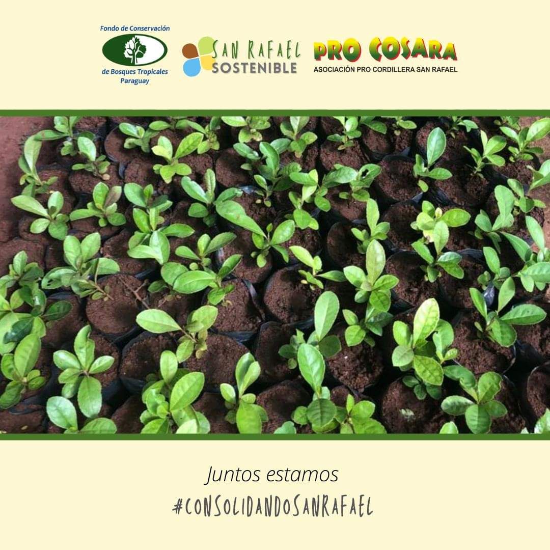 PRO COSARA tweet media