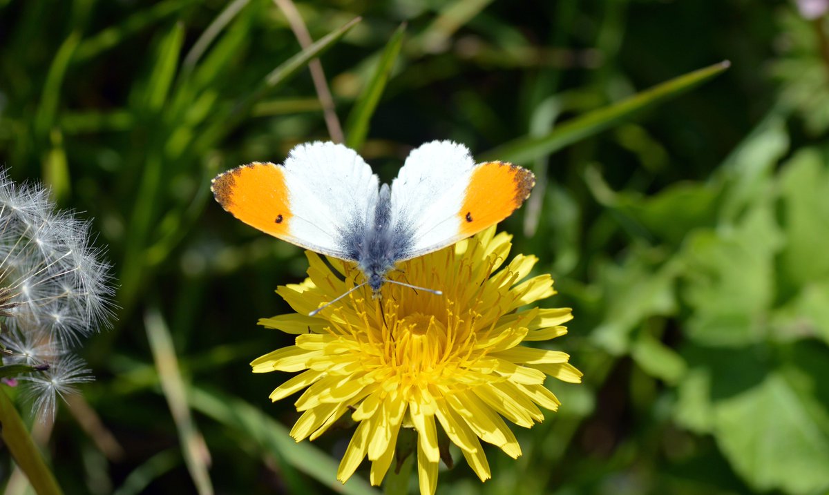 Orange Tip at the Titchfield Canal in 2013 for #OrangeTipTuesday #ButterflyforEveryDay