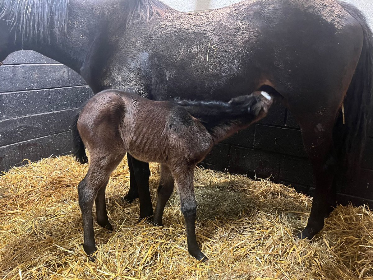 Stunning Mohaather filly foal (Leia) arrived safe and sound yesterday. Both mum and she are doing really well ❤️ @Shadwell_EU @moyners1 @DebsJohnson2 @SteveWhistonV7 @lloydyefc10 @PTRacingLtd