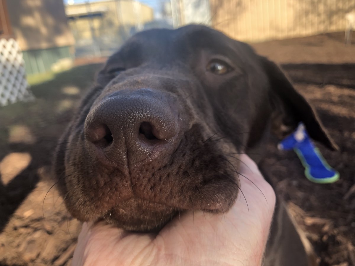BOOP! 👃 
spokanimal.org
#puppies #puppy