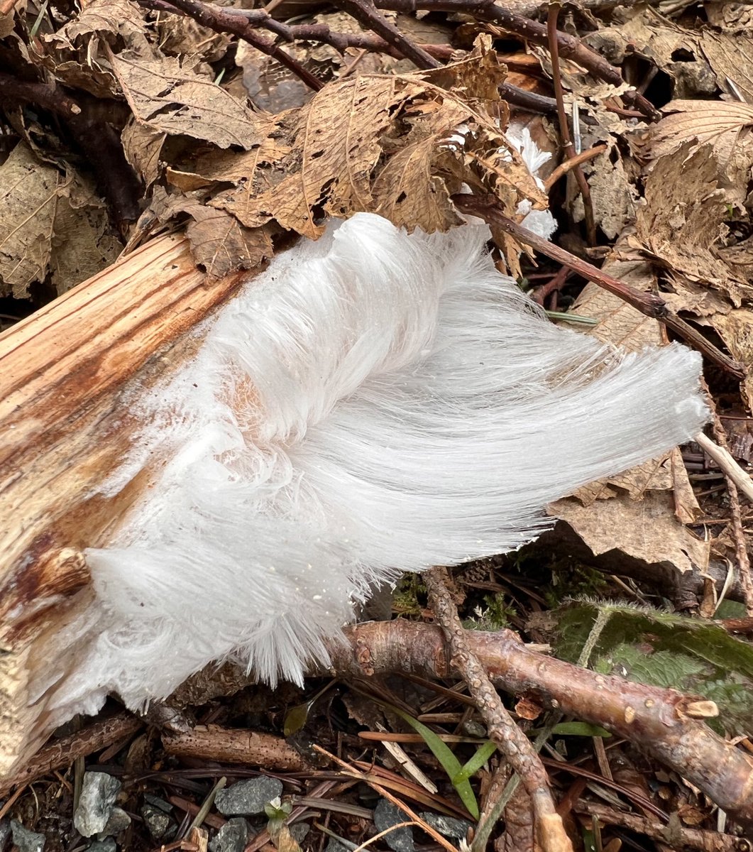 TKRanch's tweet photo. On her walk this morning on Vancouver Island my daughter found some of the Ice Fairyโs hair. A magical site to say the least.
#Exidiopsiseffusa
#fungus
#icewool
#natureisamazing https://t.co/MR2Cwiiimv