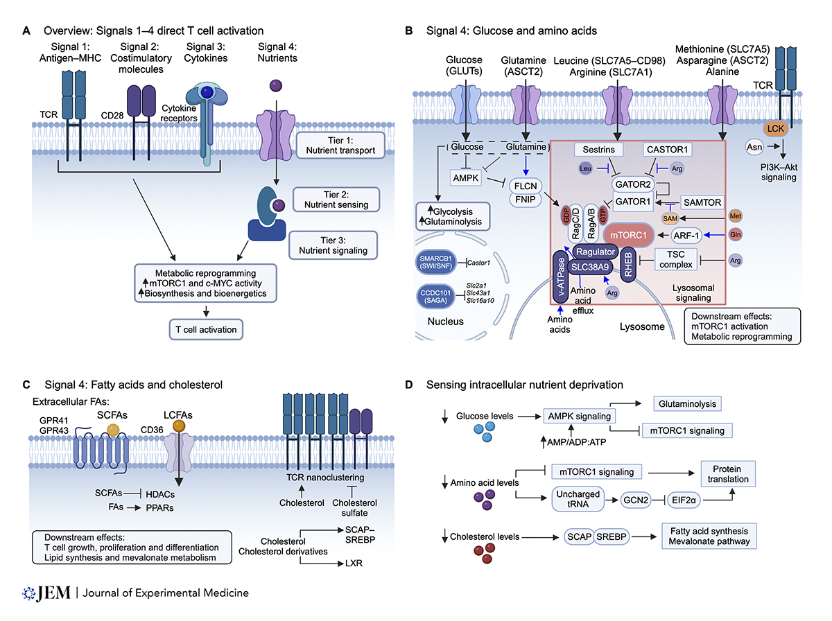 Nutrients interplay w/ Signals 1-3 to orchestrate T cell activation, differentiation, &amp; function. New review from Raynor and <a href="/hongbo_chi/">Hongbo Chi</a> <a href="/StJude/">St. Jude</a> highlights the signaling and functional effects of nutrients as Signal 4 in T cell–mediated immunity. hubs.la/Q02mqJF80