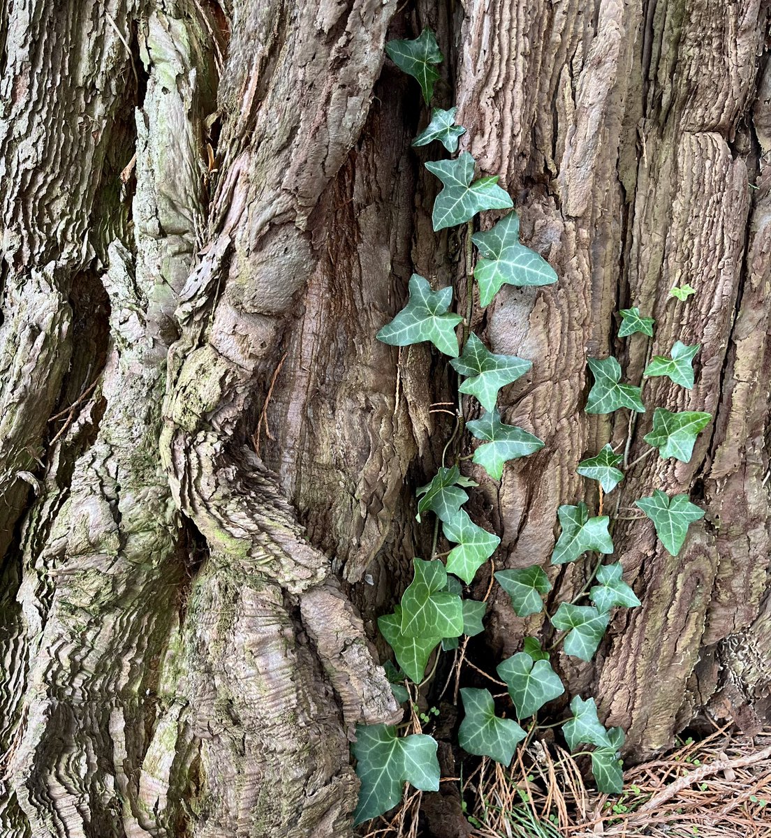WholesaleAustin's tweet photo. English Ivy x Giant Sequoia https://t.co/n6luB02I3i