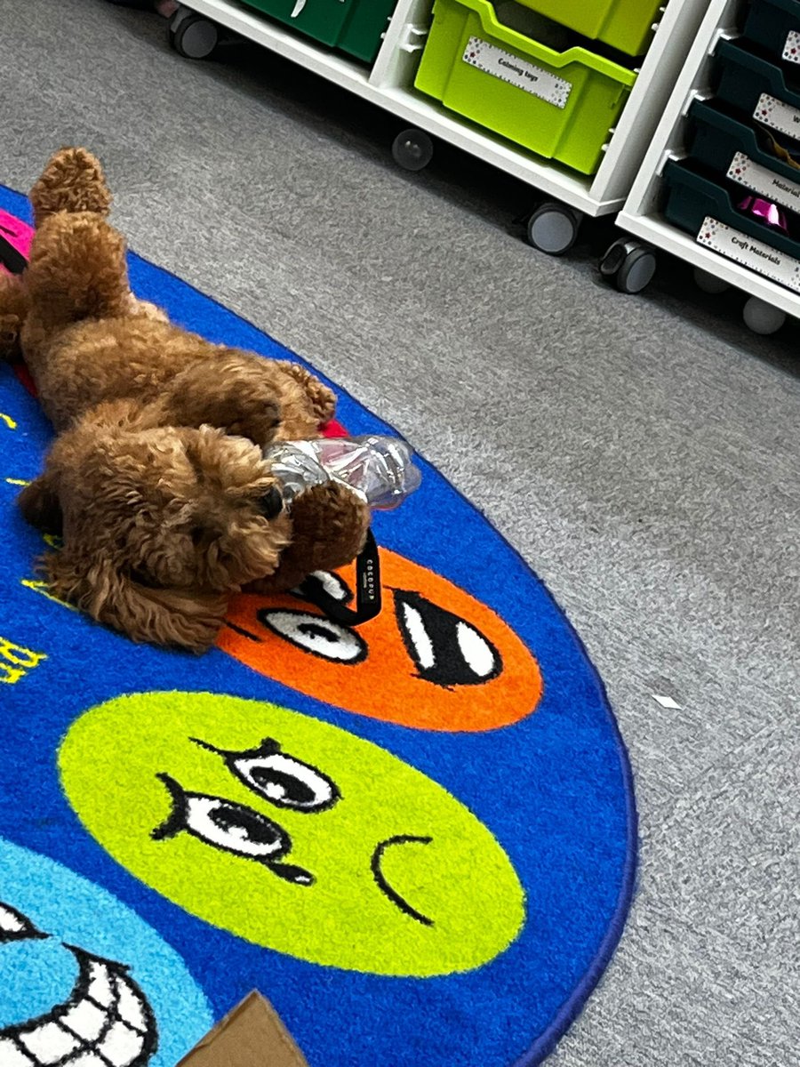 Assistant Headteacher GRPA (@miss_south_aht) on Twitter photo Barney spent some time with <a href="/claireacavanagh/">Claire Cavanagh</a> in the Hive today! Think he enjoyed the den and found a new toy. 🐾 🐶 Barney spent some time with <a href="/claireacavanagh/">Claire Cavanagh</a> in the Hive today! Think he enjoyed the den and found a new toy. 🐾 🐶