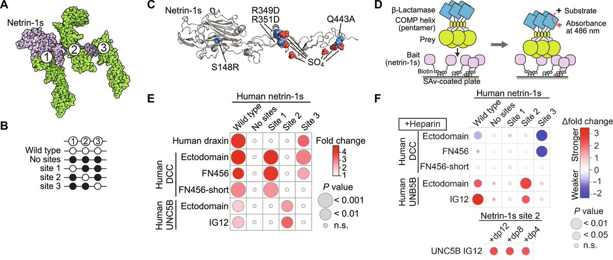ipiproteins's tweet photo. Director of the IPI antibody platform, Rob Meijers, recently co-authored a new study on the formation of the #netrin-#heparin-#UNC5 complex and UNC5-mediated #axonrepulsion. Congrats Rob! Read the study in @ScienceAdvances ⬇️
https://t.co/tdM93KdC4Z https://t.co/gdCxNY5J1t