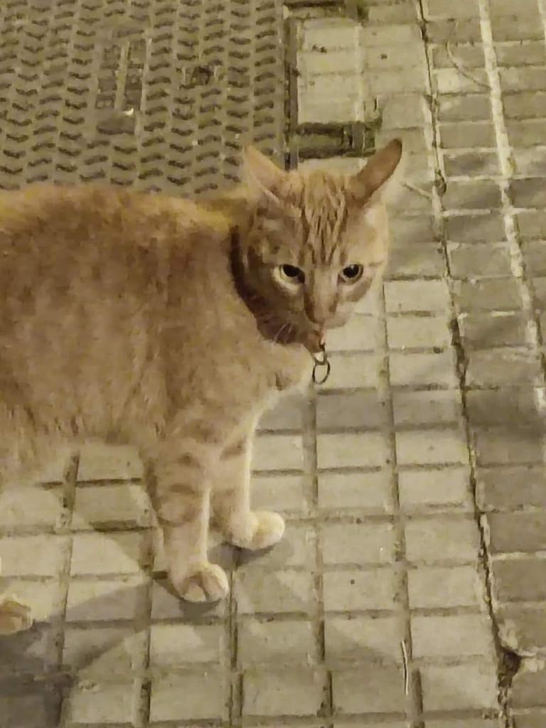 Tuvo una familia, eso creía el pobre animalito 😢💔
Un gatito casero no sobrevive mucho por la calle 😢 💔

Ayuda muy urgente por favor difundir ‼️ 😢 💔
🆘 😢 🆘 😢 🆘 😢 🆘
🔊 🔊 🔊 🔊 🔊 🔊 🔊 Copio
Cada día deambula solito pidiendo mimos y comidita.
Tiene collar pero no tiene