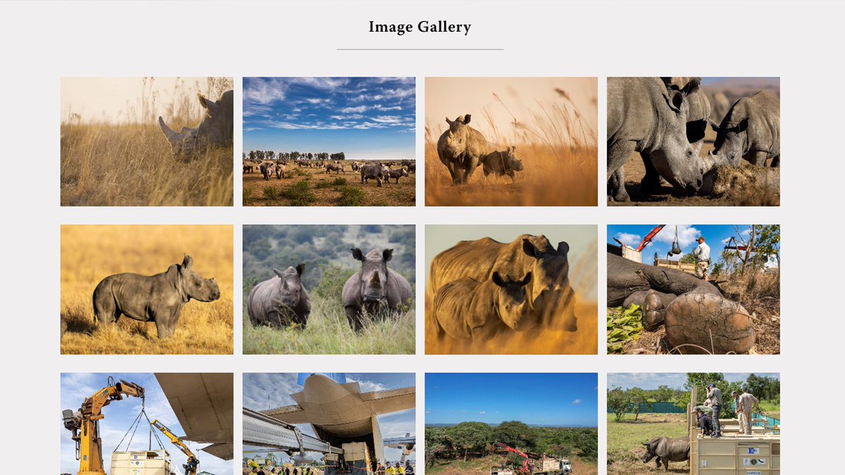 Proud to launch a new project in support of African Parks’ effort to rescue 2,000 rhinos.  Learn more here rhinorewild.org