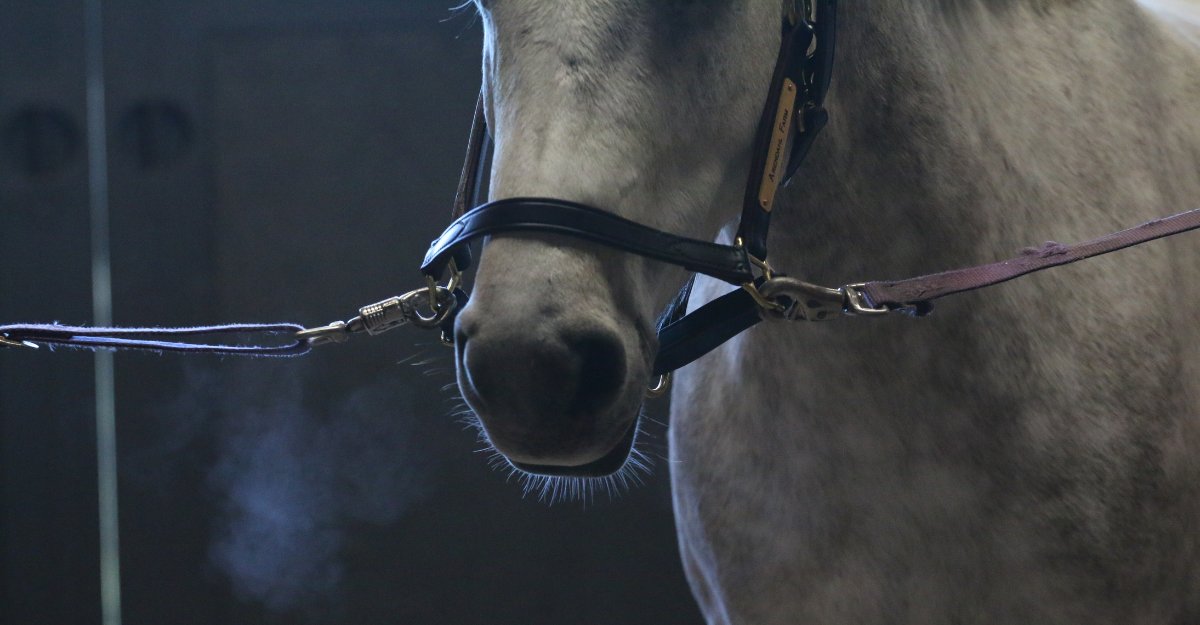 A Pony Club vet offers advice on equine respiratory health, with eight simple things you can do to keep your horse's lungs healthy.
❄️ bit.ly/equine-respira…
#uspc #usponyclubs #horsehealth #horserespiratory