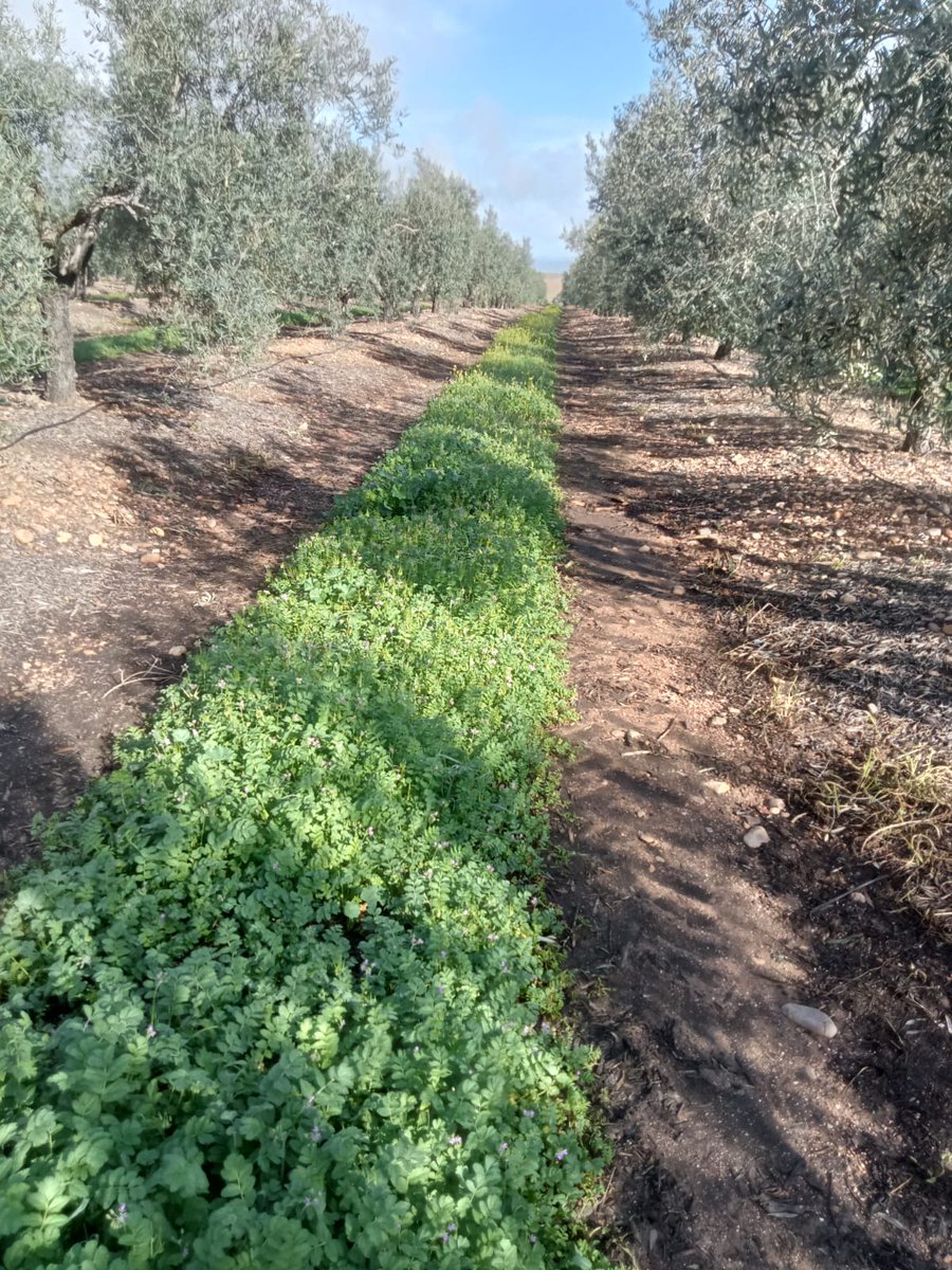 Córdoba acoge el 21 de marzo la Jornada de Campo sobre manejo de cubiertas vegetales en olivar, dentro del convenio formativo sobre Eco-Regímenes entre el @mapagob  y la <a href="/AEACSV/">Ag de Conservación</a> 

agronewscomunitatvalenciana.com/cordoba-acoge-…