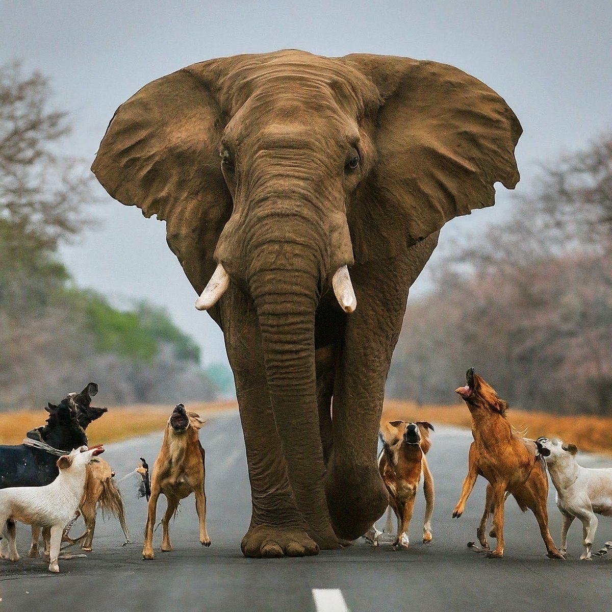 rightwing_in's tweet image. Sharing Without caption.

#GoBackModi #ModiInTN #Annamalai