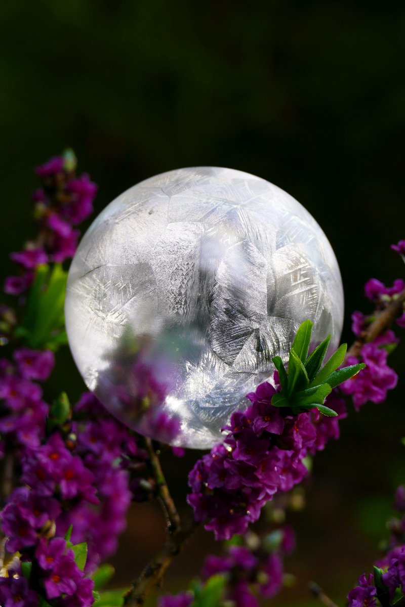 A slight #Frost and no wind the other morning allowed a brief go at #FrozenBubblePhotograpy. The 1st since the 19th of January. #FrozenBubble on #Daphne #Flowers. #FrozenBubbles #IceBubbles @StormHour  @SnowbieWx