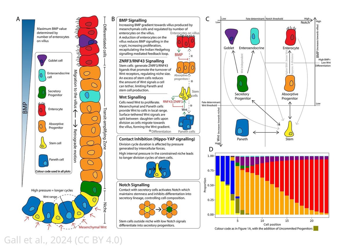 Homeostasis, injury, and recovery dynamics at multiple scales in a self-organising mouse intestinal crypt. elifesciences.org/articles/85478…