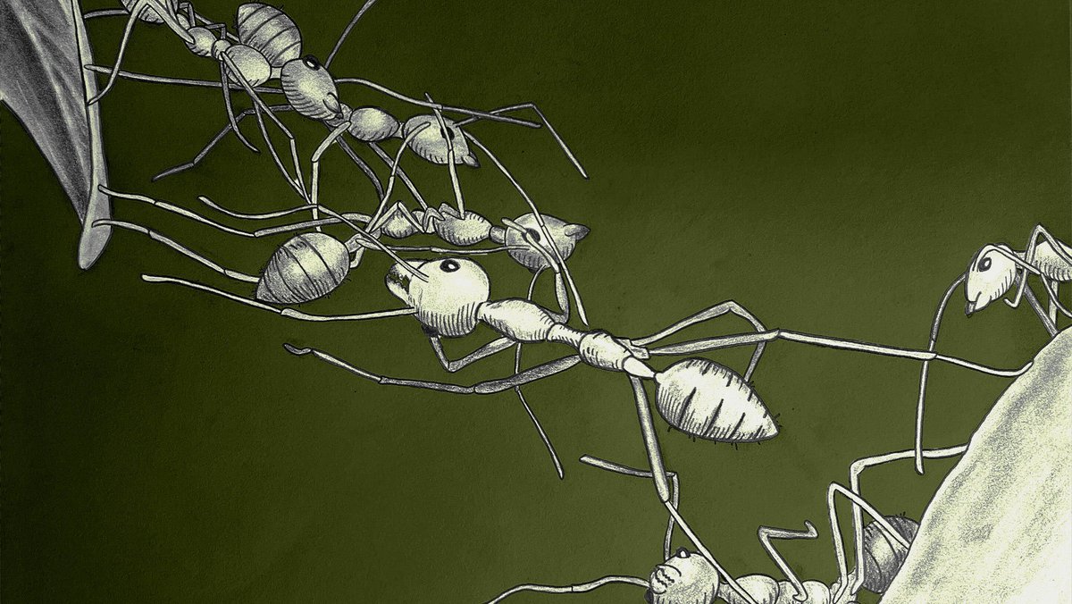 Texas A&M University (@tamu) on Twitter photo As an undergraduate student, Dr. Taylor Ware became captivated by how fire ants bind together to survive floods. 🐜
Now a professor at <a href="/TAMUEngineering/">TAMU Engineering</a>, Dr. Ware's team is studying synthetic materials that react similarly to environmental changes: tx.ag/FireAntResearch As an undergraduate student, Dr. Taylor Ware became captivated by how fire ants bind together to survive floods. 🐜
Now a professor at <a href="/TAMUEngineering/">TAMU Engineering</a>, Dr. Ware's team is studying synthetic materials that react similarly to environmental changes: tx.ag/FireAntResearch