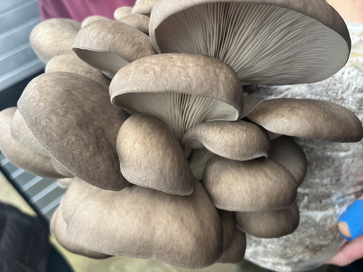 Day one of the ultimate week cookery course kicked off with a magical mystery artisan food trip excited for the week ahead <a href="/NorthcoteUK/">Northcote</a> <a href="/mrskirkhamslanc/">Mrs Kirkham's</a> <a href="/WildfoxGin/">M Hiro</a> #mushroom #lamb #chocolate