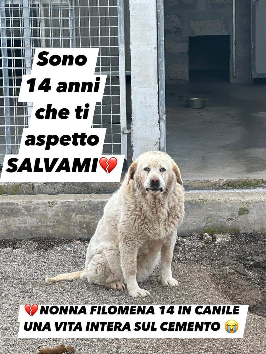FiorellaArcodi1's tweet image. 😭 HO BISOGNO DI CONDIVISIONI PRIMA CHE SIA TROPPO TARDI 😭

💔NONNA FILOMENA 14 IN CANILE 
UNA VITA INTERA SUL CEMENTO 😭

⚠️ EPPURE di un cane basterebbe guardare lo sguardo SENZA dover raccontare NULLA 😭

🆘 Ho letto la sua scheda… 
Entrata in canile che aveva 4 mesi.
E’…