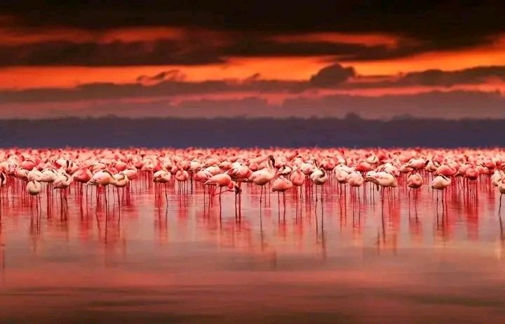 Discover the excitement and thrill of going on  a safari , brimming  with breath taking national parks in Kenya 
#kenyasafari  #kenyaphotography #nakurunationalpark #birdwatching #birdphotography #denmarktravel #spaintravel #dubaitravelblogger #netherlandstravel #spain_vacations