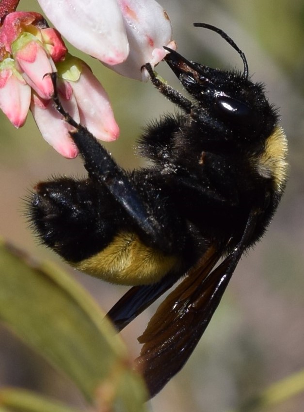 Hey folks! I am searching for a postdoc or research scientist (with BS/MSc) to lead a project on pollination biology and pollinator behavior in blueberries. Find out more here: rachelmallinger.com/join-the-lab.h… and apply by March 15. Please share!