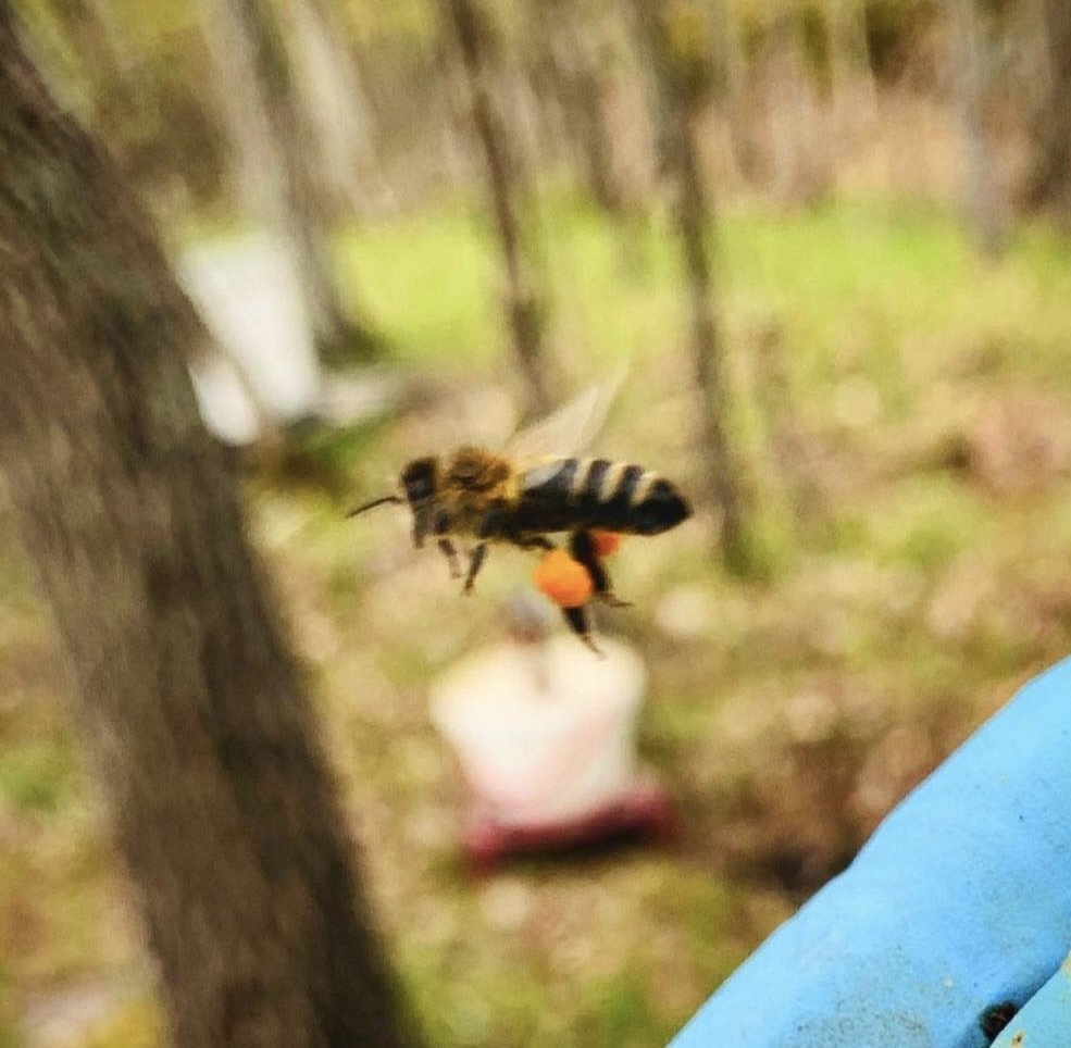 Check out our latest blog post on mindfulness and beekeeping! How do you like to practice mindfulness?

themindfulmedicallearner.ca/2024/02/27/tel…