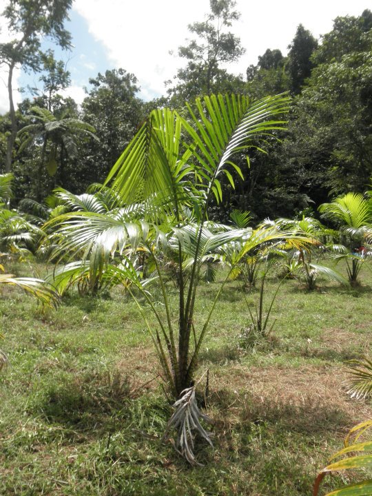We celebrated #WorldWetlandsDay on 2nd Feb and before the month ends, we would like to highlight an occupant of Fiji's wetlands - the Soga or Fiji Sago Palm (Metroxylon vitiense), an endemic and endangered Fijian palm. 1/5