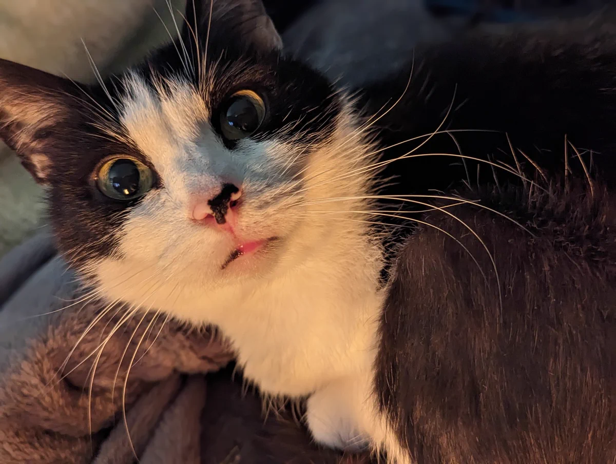 Photo of a black and white cat looking at the camera 