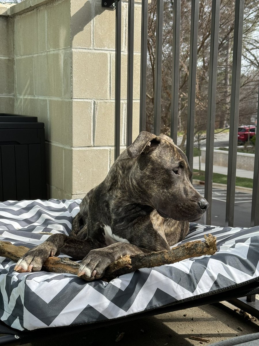 bdmurchison's tweet photo. Rescued brindle colored pittie just like my boy TK. Should have known better than to watch this during my work day. I’ve got to get back home to my dude currently enjoying his stick on the patio. #RIPDipper #AllDogsGoToHeaven https://t.co/FQGgoRAL2U