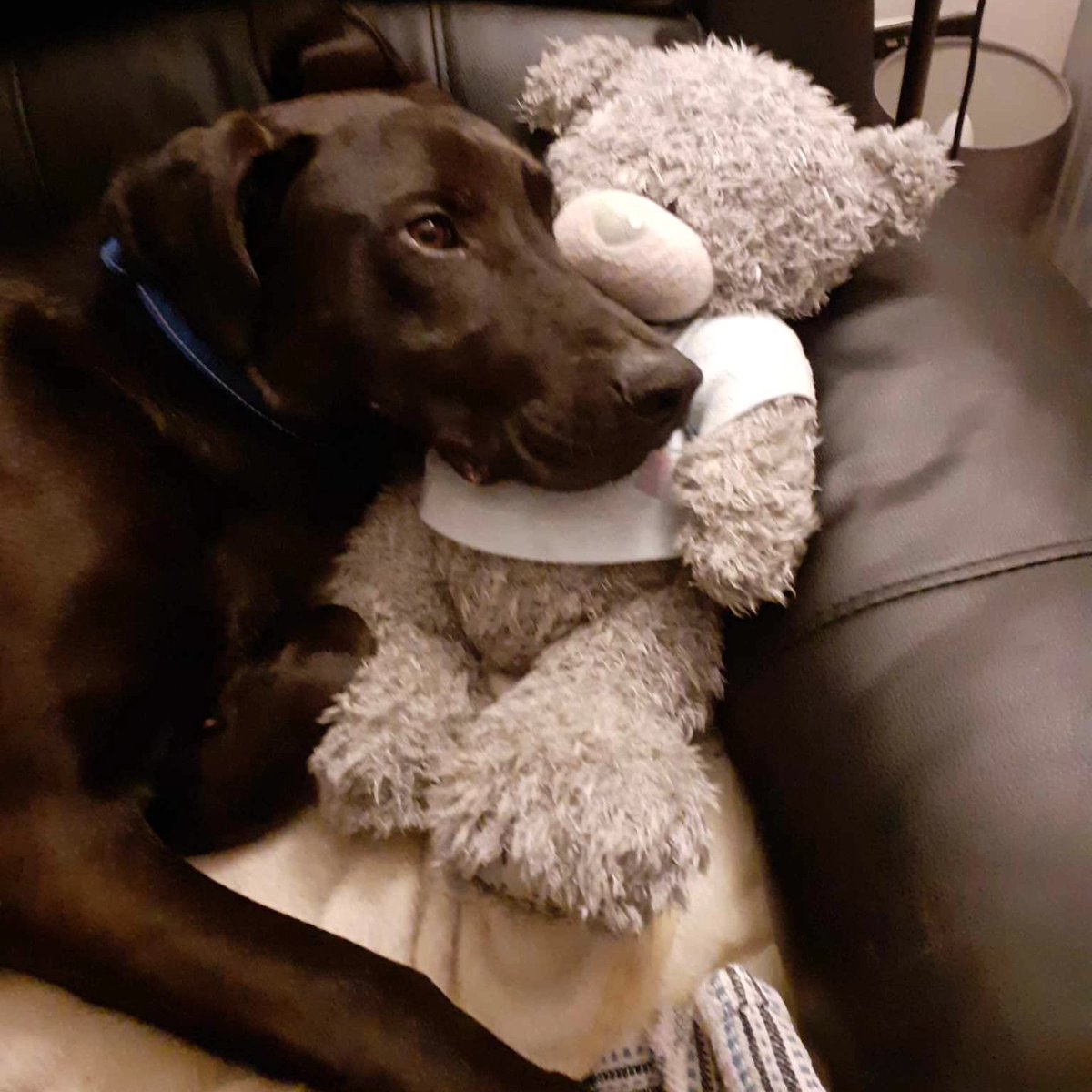 MHF_Poland's tweet photo. WE MADE IT!! Bary is in UK in New home! ❤️❤️❤️🇵🇱🇬🇧 I love it. Thank you for all your support! ❤️
https://t.co/SHg9YsjTtL 

#dogrescue #dogrescuer #happy #dog #labrador #blacklabrador #strayanimals #happydog #doggo #dogoftheday #rescuer #dogslife https://t.co/DGqubmAFBH