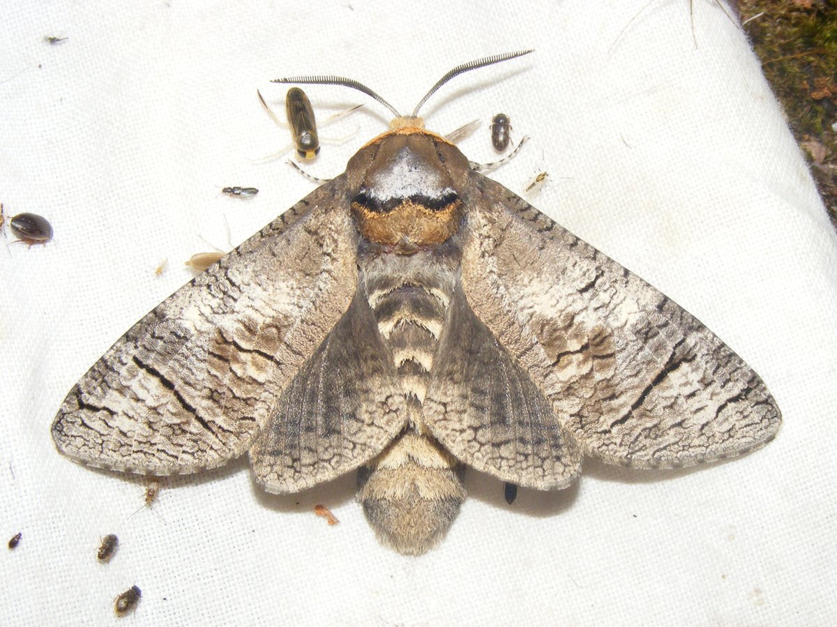 Ook het afgelopen jaar waren er weer leuke soorten vlinders te zien in het #Soesterveen, lees ons verslag
vlinderseemland.nl/berichten-2023…
@Natuurmonument <a href="/vlinderNL/">De Vlinderstichting</a> <a href="/SoesterHoogveen/">Stichting Behoud Soester Hoogveen</a> <a href="/gemeentesoest/">Gemeente Soest</a> <a href="/StefvanHelmondt/">Stef</a> <a href="/RaadSoest/">Gemeenteraad van Soest</a>