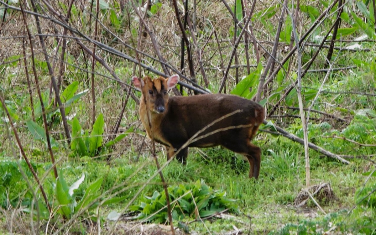 Lol Bodini (@lolbodini) on Twitter photo Not much of note birdwise today, but this Muntjac happily feeding in SW corner of Lockwood was only my 2nd time seeing one on the @E17Wetlands patch...becoming more regular though <a href="/Mammal_Society/">Mammal Society</a> 🦌 Not much of note birdwise today, but this Muntjac happily feeding in SW corner of Lockwood was only my 2nd time seeing one on the @E17Wetlands patch...becoming more regular though <a href="/Mammal_Society/">Mammal Society</a> 🦌
