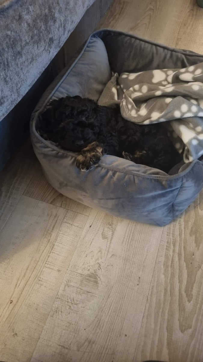 Logansfund's tweet photo. A wee bit of a late post.. but meet Frankie to Cockapoo 😍 Our last granted puppy of 2023 :) 
"Frankie boy is a dream, Kieran and Myla just love him so much. He's so loved all ready and we are going to have so many good memories with him. All from the help of Logans Fund. https://t.co/r4oi3d8v5I