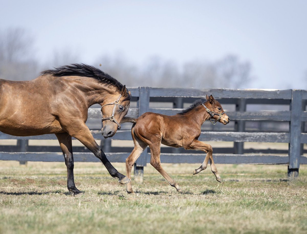 LanesEndFarms's tweet image. Belvoir Bay and her Flightline filly 🐎❤️ ✈️#flightline #lestallions