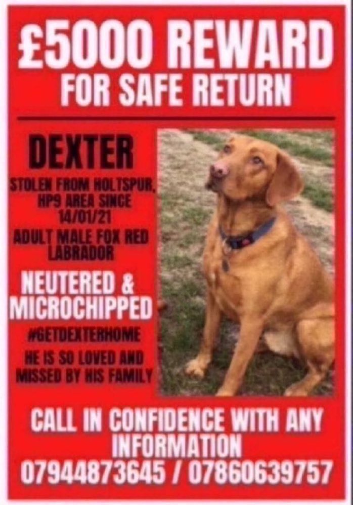 LisaClareRead2's tweet image. Do you know where Dexter is? He was stolen from #Holtspur #HP9 area on 14th January 2021. Please RT and help get this boy back home where he belongs , his family are heartbroken without him💔 🙏💕 #stolendog #GetDexterHome #FindDexter #rehomehour #lostdogslive