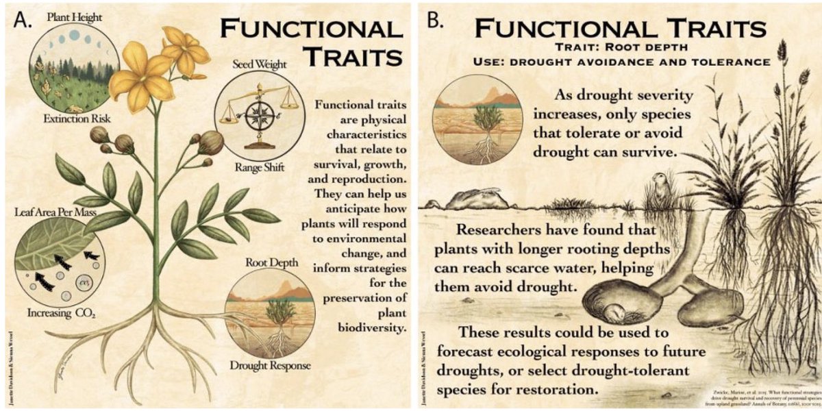 🌿🎨 From #PlantSciBull's #SciArt special issue 🎨🌿 Reaching Across Audiences: Connecting to & Communicating Botanical Concepts Through Art By Janette Davidson, @CuttingVegBotny, Jennifer Shoemaker, Alexandra Rose & @LG_Shoemaker issuu.com/botanicalsocie… #botany