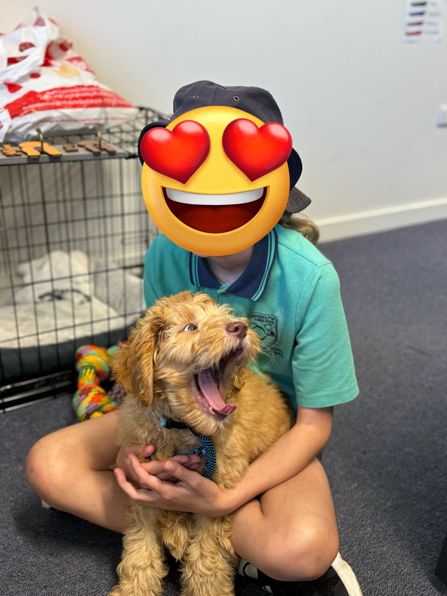 Crumpet got to go back to school and meet a few students. I’m thinking he likes it and has it given the lick of approval 🐶❤️😜#Crumpet #schooldog #dogsofeducation #schooldogintraining #puppy #Australiancobberdog #cobberdog #puppy #intraining #cute #dog