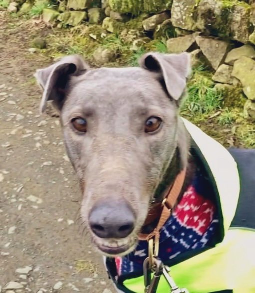 GreyhoundRFife's tweet photo. Sky(5) has been in rescue a yr. She’s a beautiful, medium #Bluehound with a sweet nature. She shares a kennel with Blaze so could live with right dog with intros. She loves ppl & hounds, she is an affectionate girl who loves a fuss. Sky is at Greyhound Rescue Fife #Rehomehour 💖 https://t.co/f93HwZtpKW