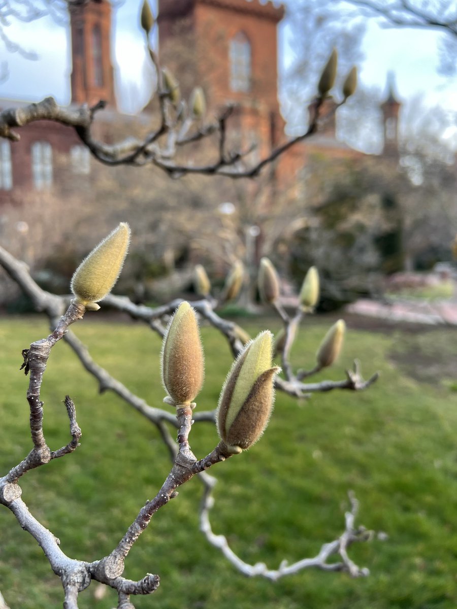 🌸 Magnolia Update 🌸 The saucer magnolia buds are starting to push but have a couple weeks before they are at peak bloom. Stay tuned for updates. #SmithsonianGardens #MagnoliaMadness